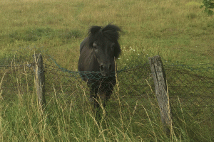 En nygalopperad ponny